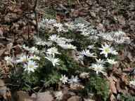 Anemone caroliniana