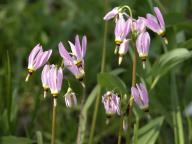 Dodecatheon meadia