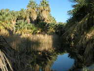 Coachella Valley Preserve