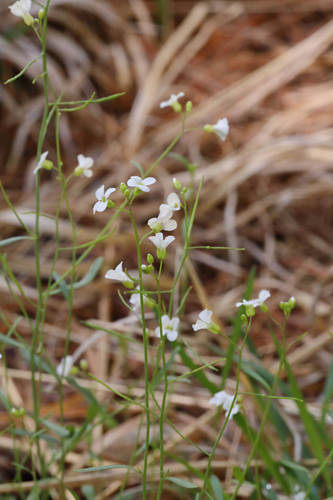 Lyre-Leaved Rock Cress