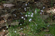 Houstonia caerulea