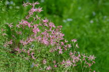 Lychnis flos-cuculi