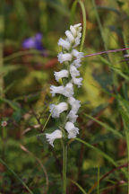 Spiranthes arcisepala