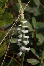 Spiranthes arcisepala