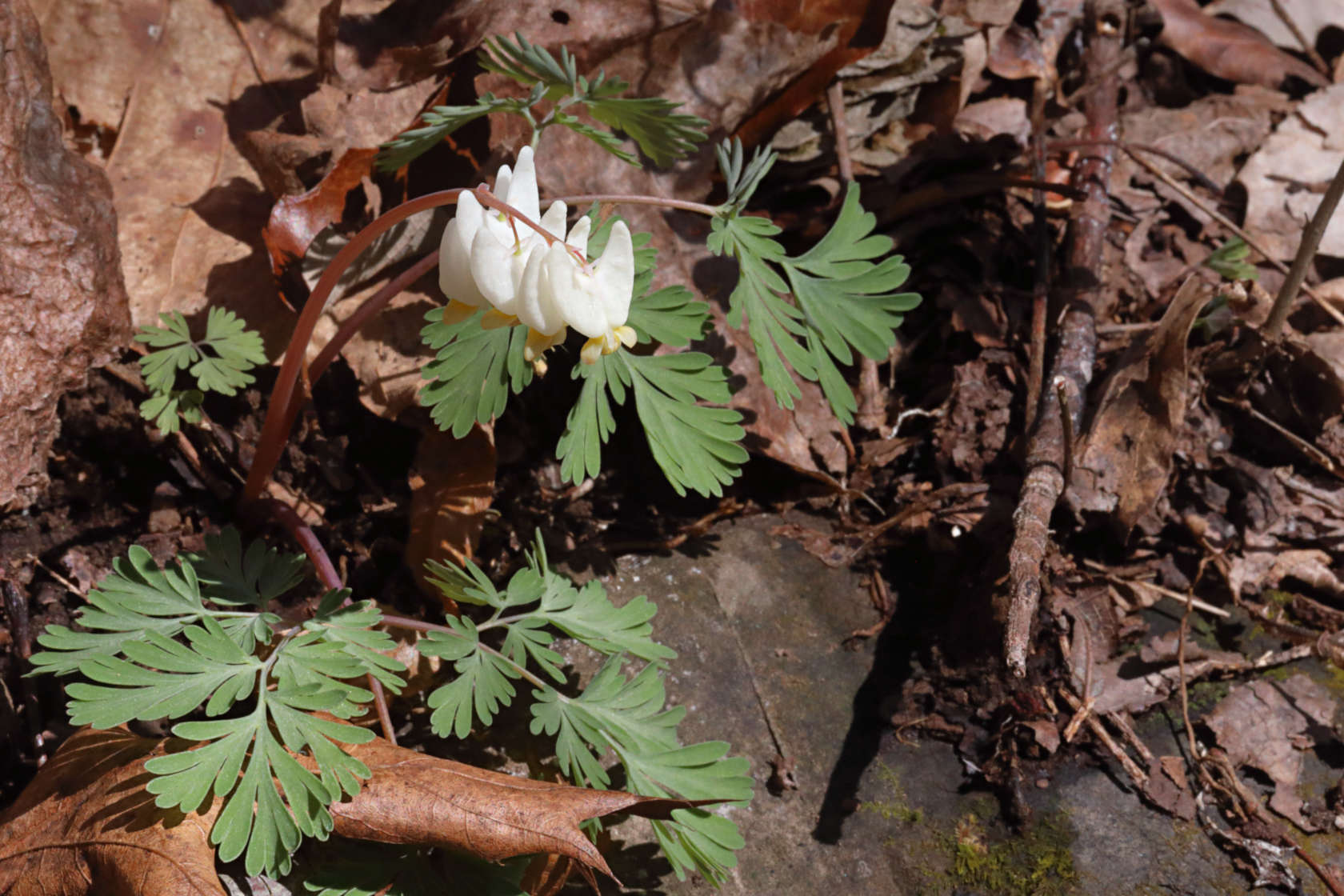 Dutchman's Breeches