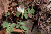 Dicentra cucullaria