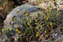 Tussilago farfara