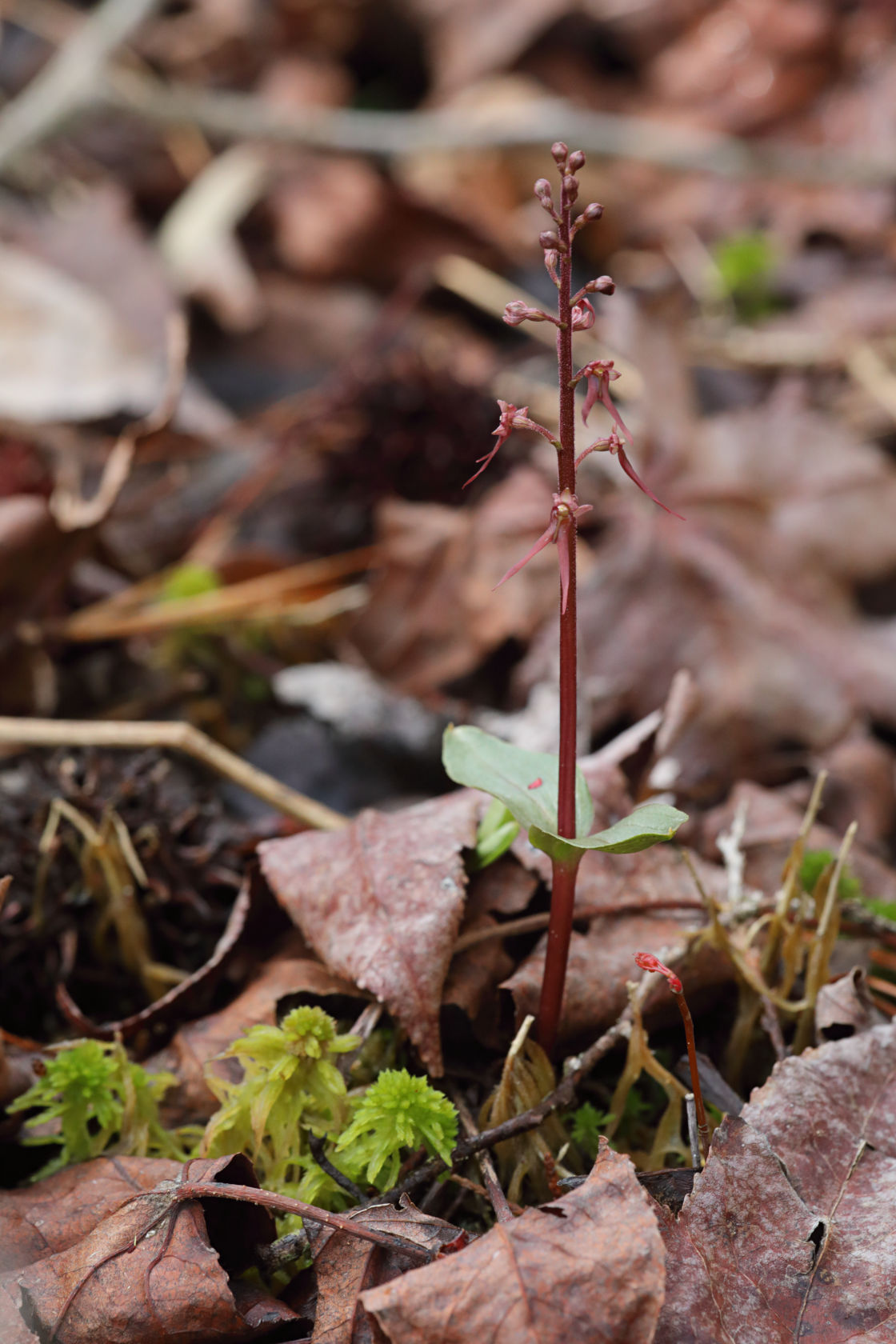 Southern Twayblade