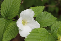 Rhodotypos scandens