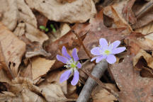 Hepatica nobilis