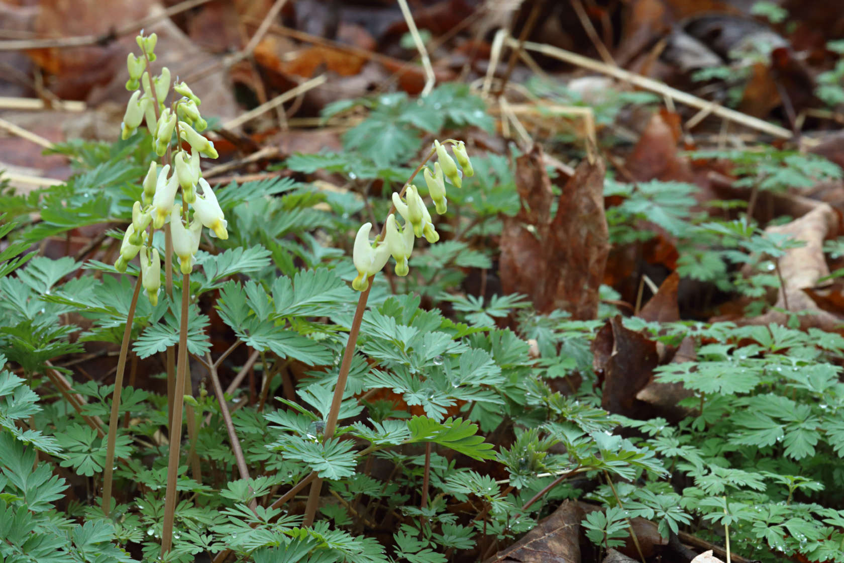 Dutchman's Breeches