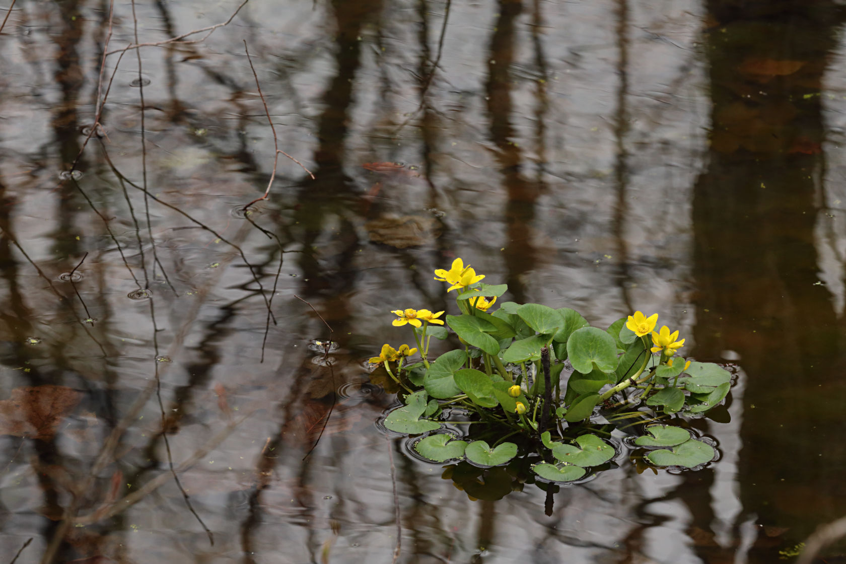 Marsh Marigold
