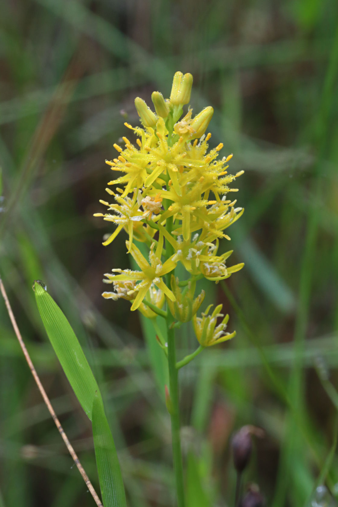 Bog Asphodel