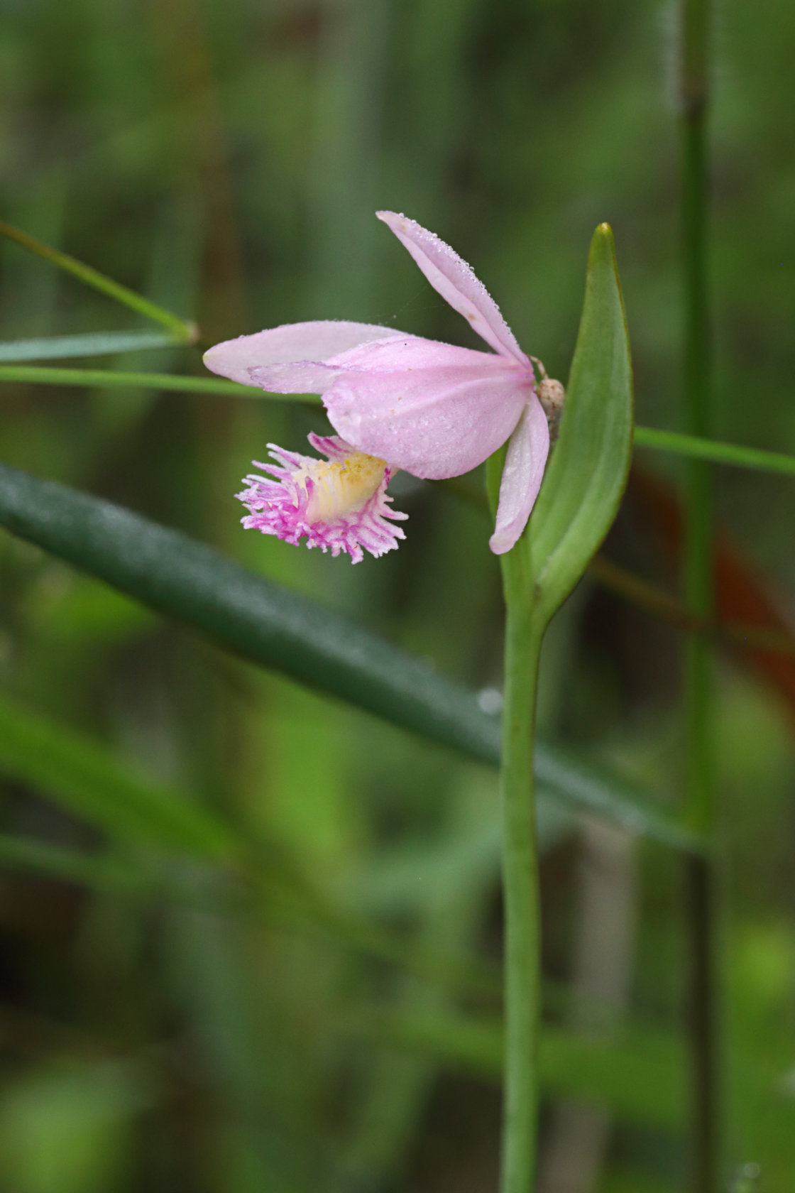 Rose Pogonia