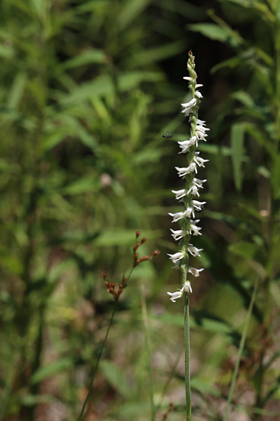 Grass-Leaved Ladies' Tresses