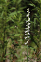 Spiranthes vernalis