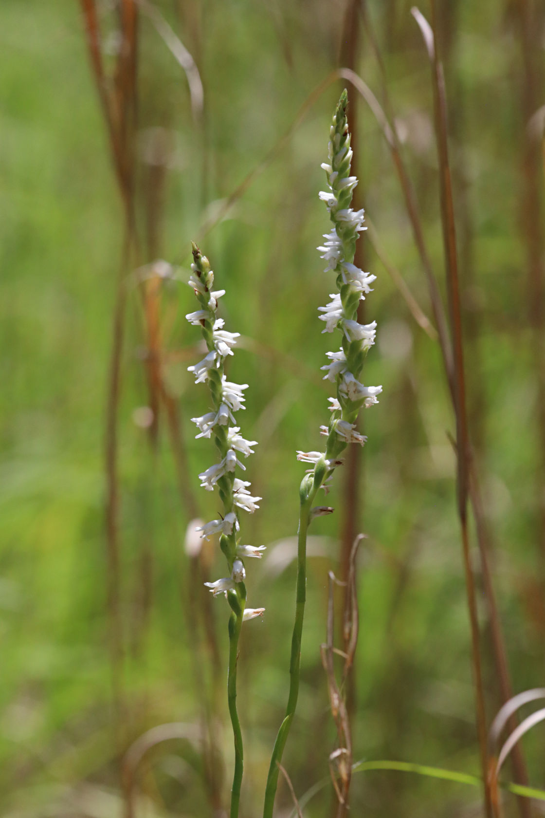 Grass-Leaved Ladies' Tresses