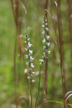 Spiranthes vernalis