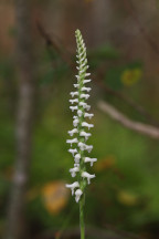 Spiranthes odorata