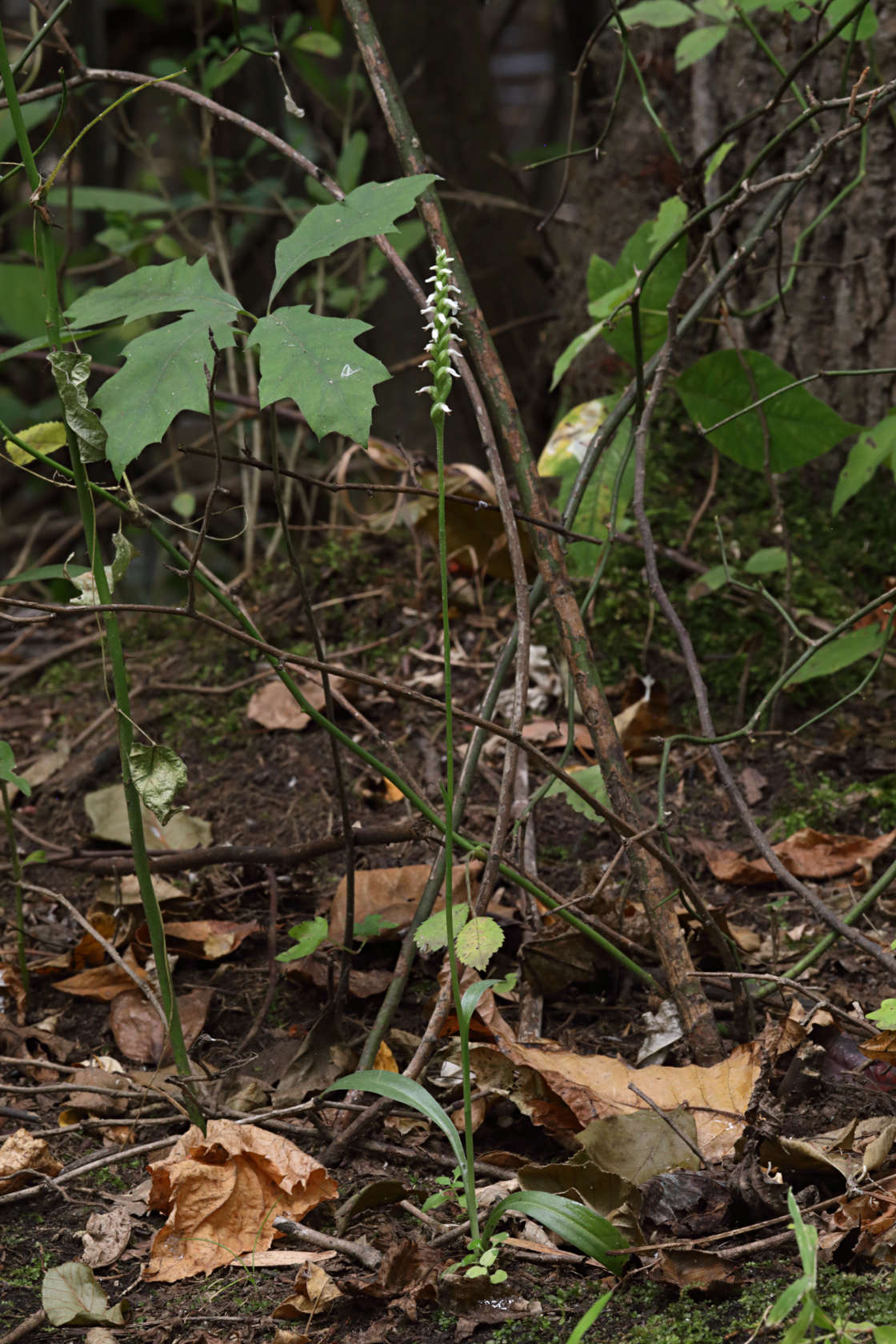 Northern Oval Ladies' Tresses