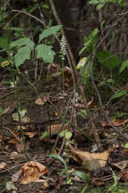 Spiranthes ovalis var. erostellata