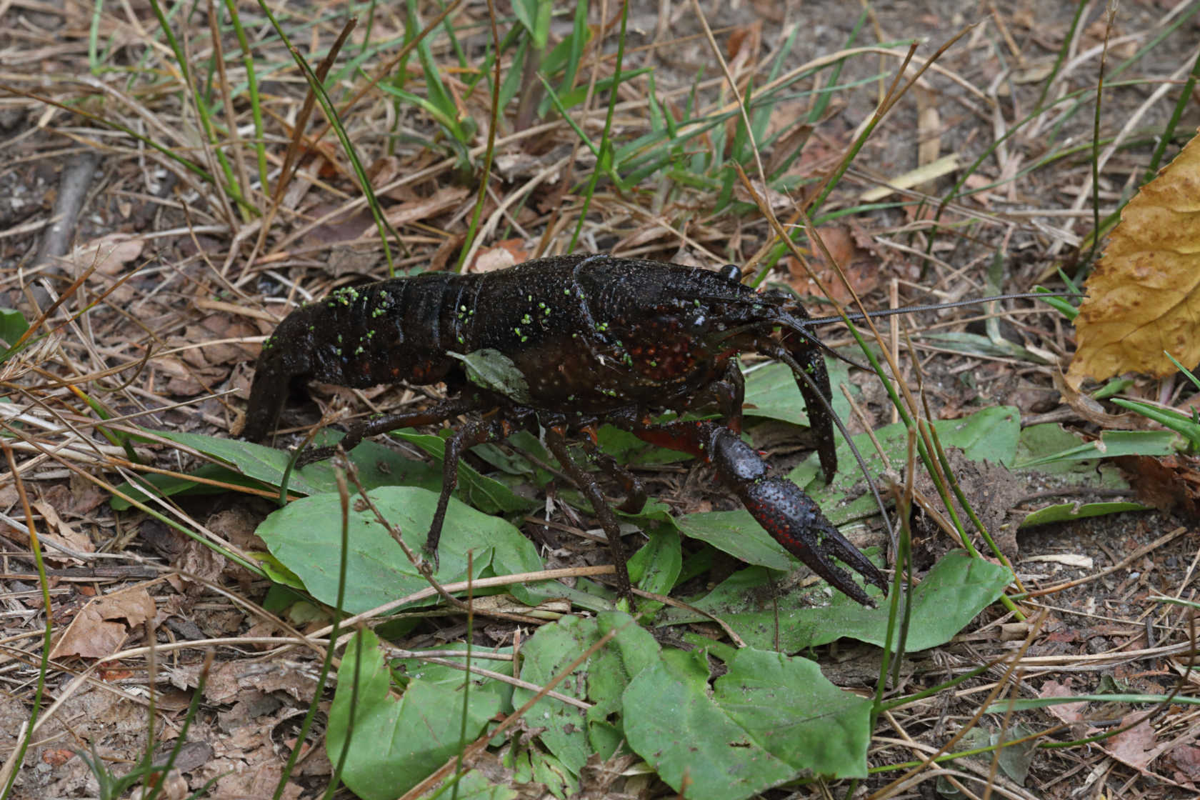 Red Swamp Crayfish