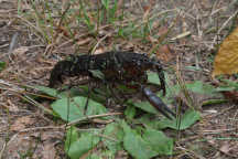 Red Swamp Crayfish