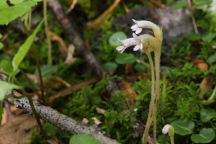 Orobanche uniflora