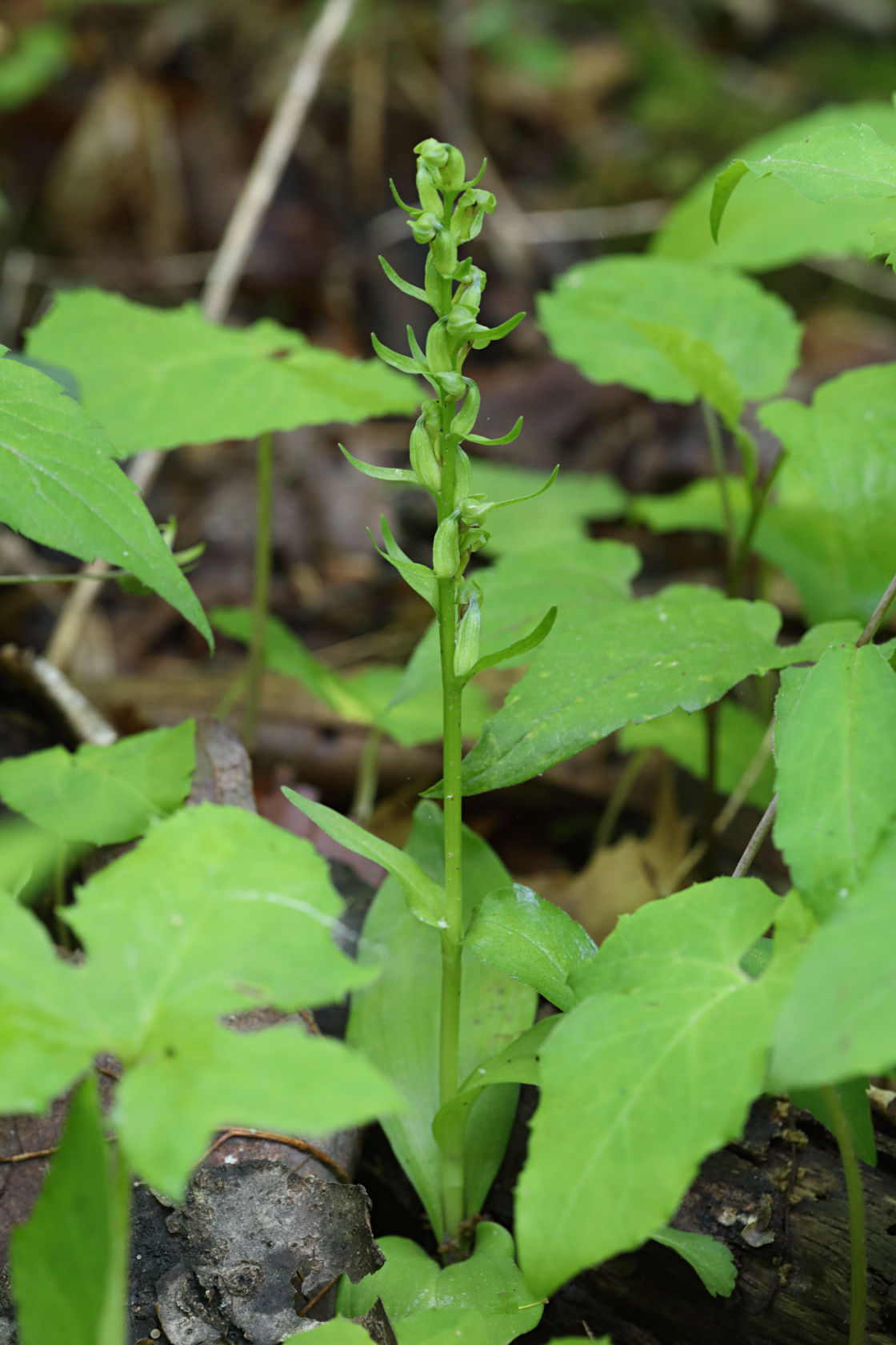 Long-Bracted Green Orchid