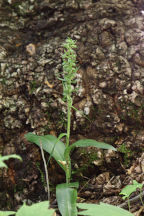 Coelglossum viride var. virescens