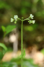 Cynoglossum virginianum