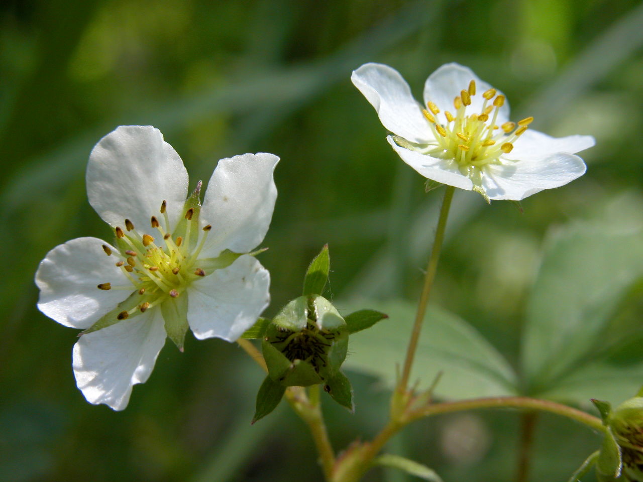 Common Strawberry
