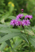 Vernonia noveboracensis
