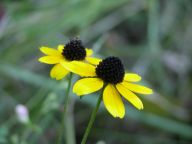Rudbeckia triloba