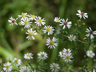 Symphyotrichum racemosum