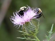 Cirsium discolor