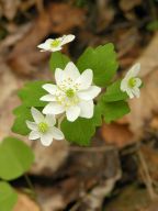 Thalictrum thalictroides