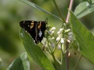 Golden Banded Skipper Butterfly