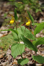 Cypripedium parviflorum var. pubescens