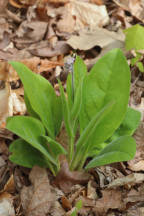 Cynoglossum virginianum
