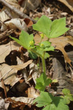 Ranunculus recurvatus