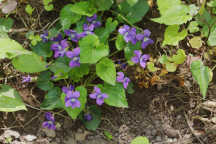 Viola sororia