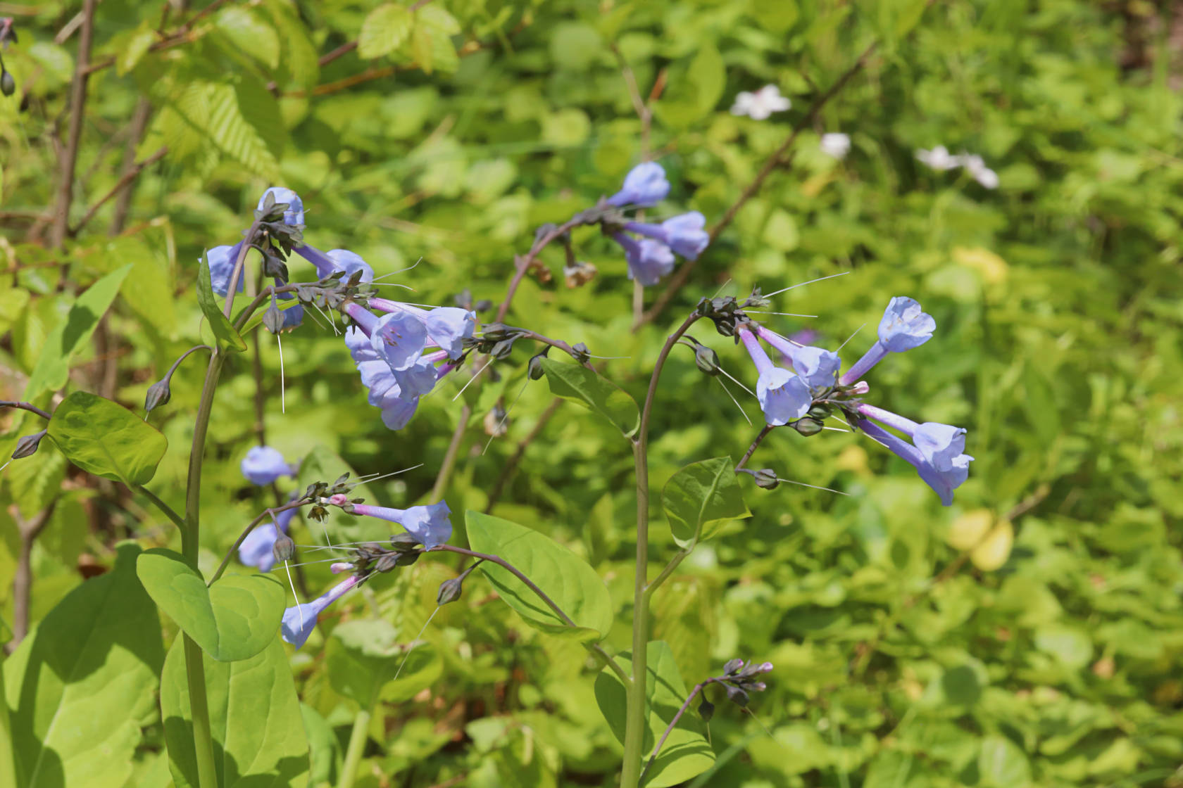 Virginia Bluebells