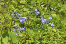 Mertensia virginica