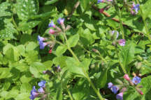 Pulmonaria officinalis
