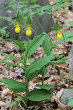 Cypripedium parviflorum var. pubescens