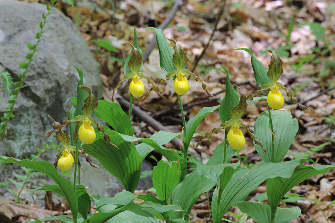 Large Yellow Lady's Slipper