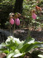 Cypripedium acaule