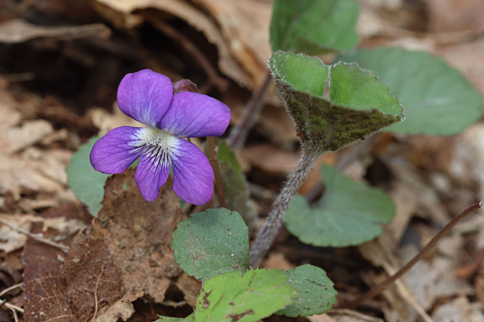 Southern Wooly Violet