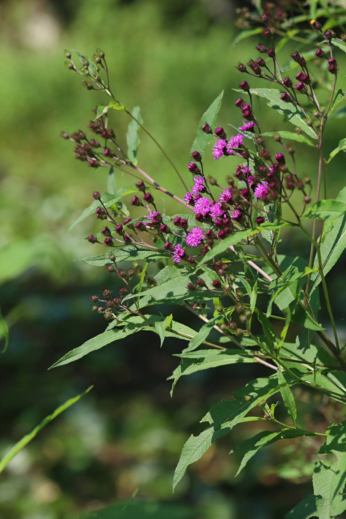 New York Ironweed